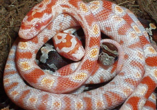 Jungschlangen-Kn&auml;uel