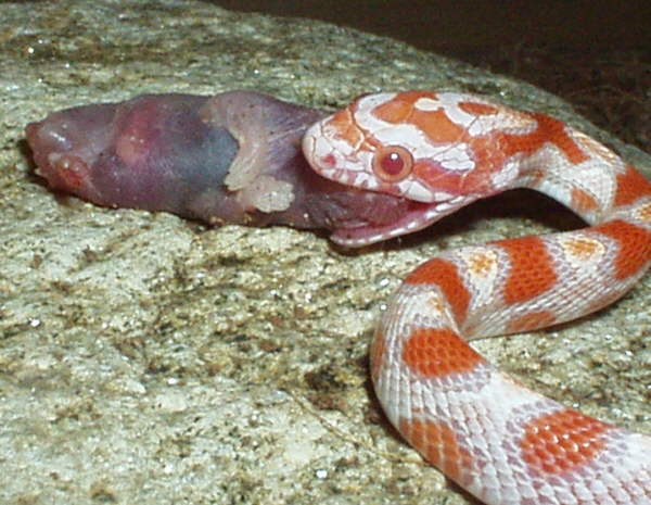 Eine junge Kornnatter verspei�t eine Babymaus