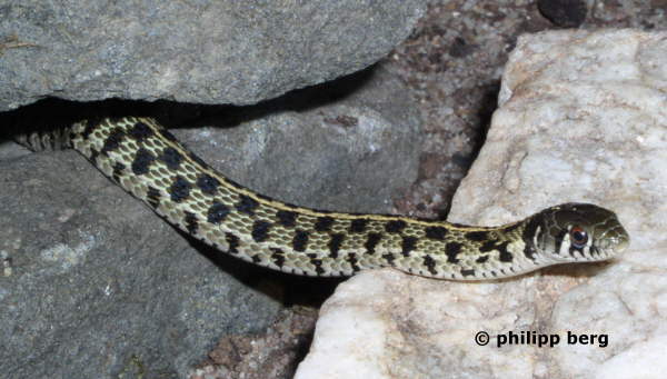 Karierte Strumpfbandnatter � T. m. marcianus