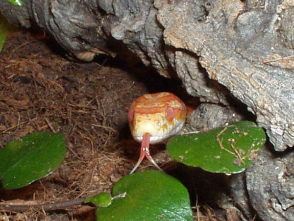 Eine Albino Kornnatter z&uuml;ngelt