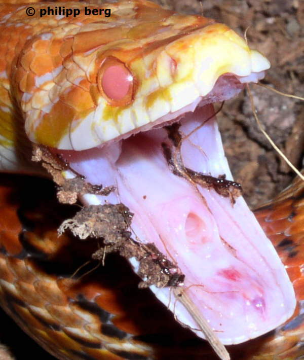 Kornnatter mit ge&ouml;ffnetem Maul