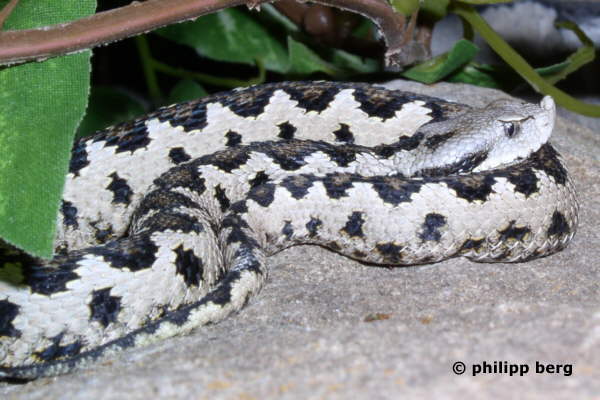 S&uuml;dliche St&uuml;lpnasenotter - V. latastei gaditana
