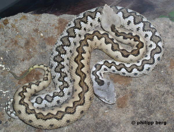 Zwei S&uuml;dliche St&uuml;lpnasenottern - V. latastei gaditana