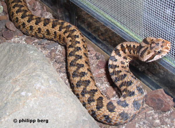 Pyren&auml;enviper - V. aspis zinnikeri