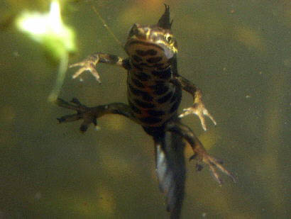 Ein Bullaugenfenster erlaubt Einblicke in die Unterwasserwelt eines Teiches
