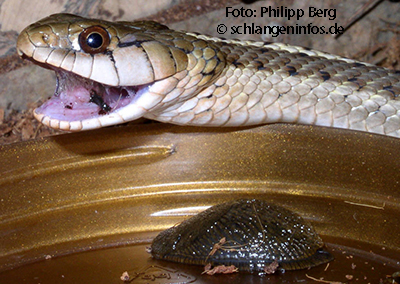 Einige Schlangen (hier <i>Thamnophis</i>) sind dankbare Nacktschnecken-Vertilger