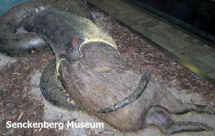 Sehenswürdigkeit im Senckenberg-Museum: Anakonda mit Wasserschwein