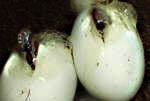 Zwei Jungschlangen schauen aus den Eiern