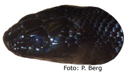 Portrait von Lampropeltis getula nigrita