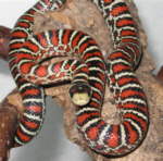 Lampropeltis pyromelana knoblochi, Chihuahua-Bergk&ouml;nigsnatter