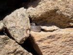 Steinmauer mit Europäischer Eidechsennatter (Malpolon m. monspessulanus)