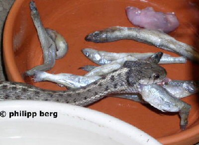 Eine Strumpfandnatter beim Fressen