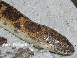 Schlangen besitzen zwar kein Außenohr, aber diese grabende Sandboa kann nimmt mit dem Innenohr Bodenvibrationen wahr. 
