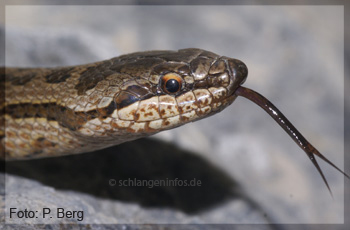 Die Schlingnatter ist eine der wenigen Schlangen die in Deutschland vorkommen