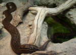 Schlangen von der Größe dieser Felsenpythons (Python sebae, Frankfurter Zoo) können von Privatpersonen selten artgerecht untergebracht werden.