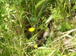 Eine große Eidechsennatter liegt versteckt im Gras