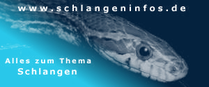 Informationen rund um Schlangen - www.schlangeninfos.de 